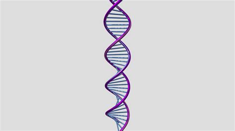 Purple Dna Helix 3d Model By Fedawy 49fb5be Sketchfab
