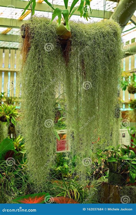 Healthy Hanging Spanish Moss In A Greenhouse Stock Photo Image Of
