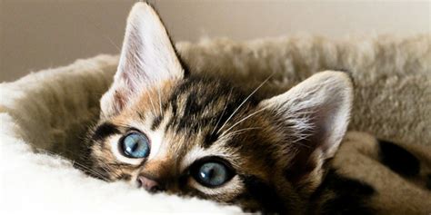 Helping Your New Cat Kitten Settle In International Cat Care