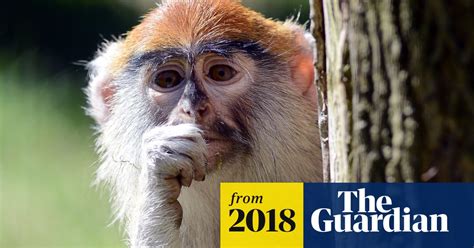 Fire Kills 13 Monkeys At Woburn Safari Park Uk News The Guardian