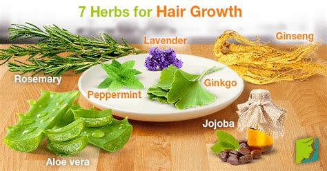 7 Herbs For Hair Growth