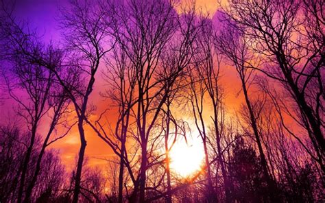 Bäume Lila Himmel Sonnenuntergang Sonne 3840x2160 Uhd 4k