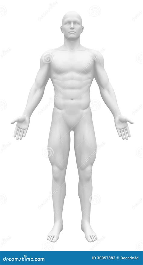 Blank Printable Anatomical Position