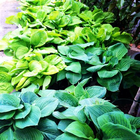 Extra Large Hosta Plants