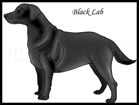 Https://tommynaija.com/draw/how To Draw A Black Lab For Beginners