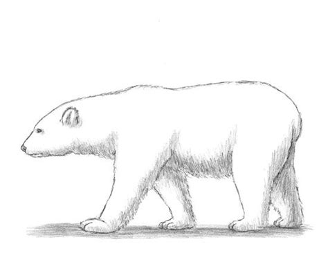 How to draw easy arctic animals. How to Draw a Polar Bear | Polar bear drawing, Bear drawing, Polar bear art