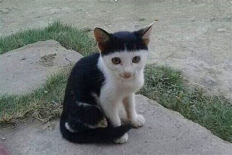 Kucing Ini Punya Poni Ini Dia 7 Gambar Kucing Yang Punya Corak Unik