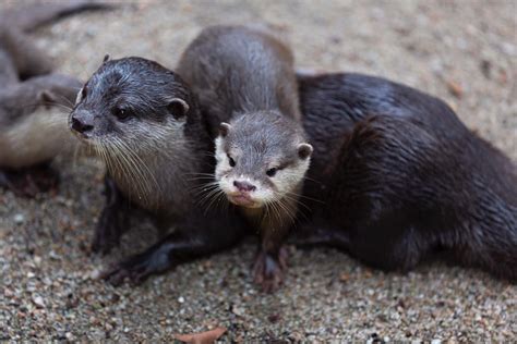 The otter side of Singapore - Kontinentalist
