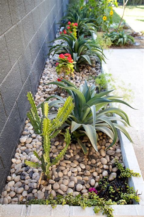 Best Plants For Desert Landscaping