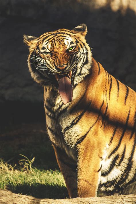 Indochinese Tiger Malayan Tiger Panthera Tigris Wild Tiger Watchmen