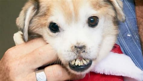 Meet Sniffles Noseless Snorting Dog With Crooked Teeth Rescued From
