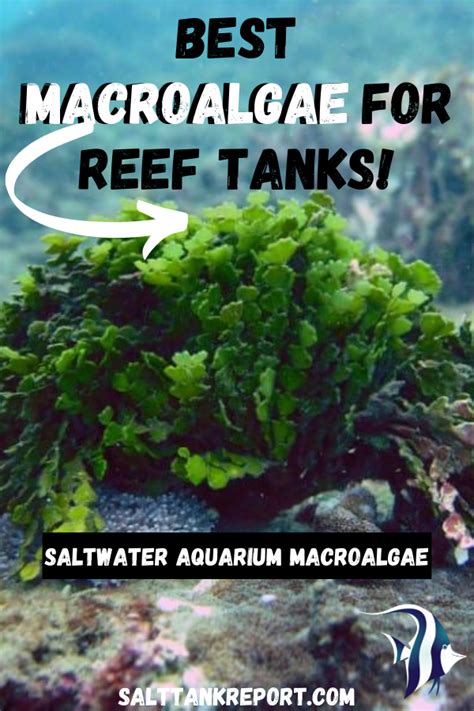 Growing Macro Algae In Your Saltwater Tank Check Out The Best Macro