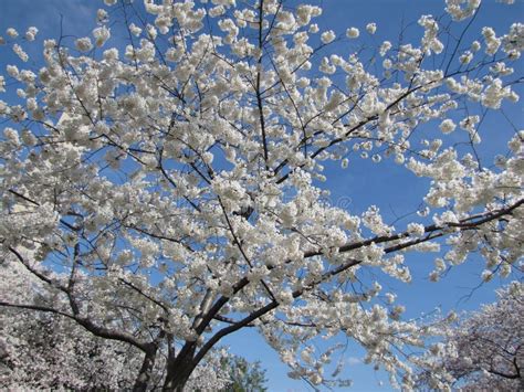 White Cherry Blossom Tree Stock Photo Image Of Washingtondc 43352008