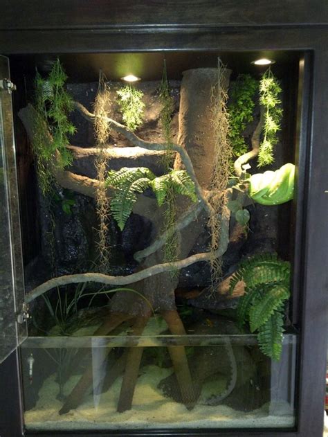 The Green Tree Python Pictured Here In One Of Hp Customs Gtp Aquarium