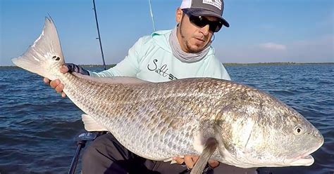 How To Catch Big Redfish Black Drum And Snook On Light Tackle