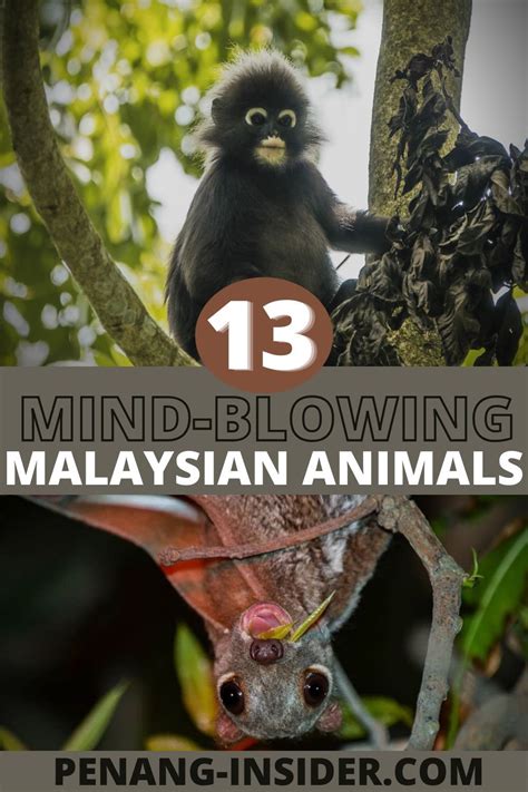 13 Incredible Malaysian Animals You Can Find In Penang Penang Insider