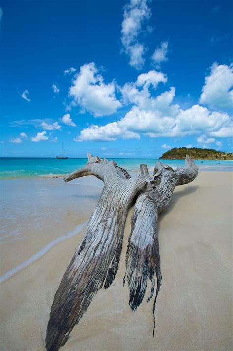 Beautiful Driftwood Driftwood Beach Driftwood Ocean Beach