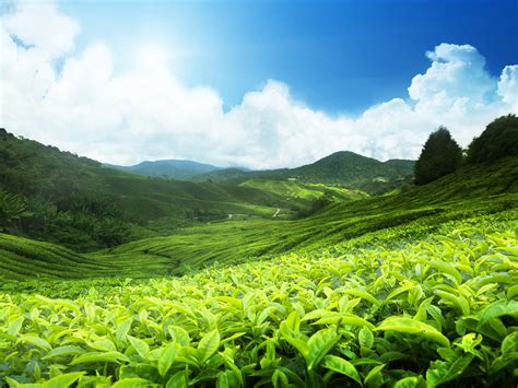 It's a cultural and geological stop. Cameron Highlands Malaysia Romantic Retreat (5 Star ...
