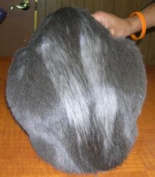 It is natural for a cat losing whiskers as they just fall off. Fur-Mowing (Feline) - Mar Vista Animal Medical Center