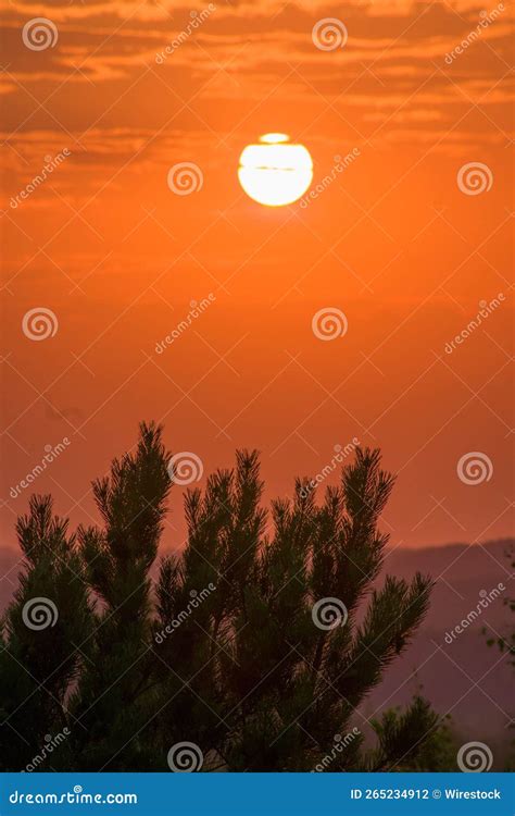 Orange Sunset View With The Pine Tree Silhouette In The Foreground