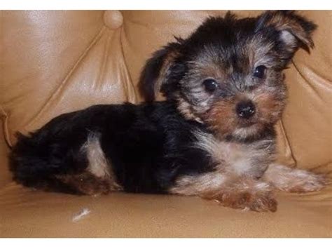 This gentle breed is a good team player and is usually quick to assimilate with other dogs and even cats. Lovely Yorkshire Terrier Puppies For Adoption - Animals ...