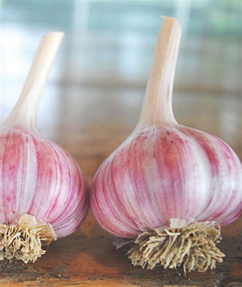 Organic Garlic Bulbs - Urban Roots