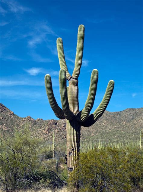 Saguaro Cactus Near Tucson Arizona Library Of Congress