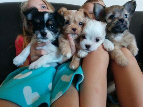 Cute Shichi Puppies Shih Tzuchichuahua For Sale In Gilbert Arizona
