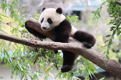 China Embraces Kung Fu Panda Power To Electrify Its New Silk Road