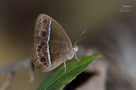 Butterflies Of Borneo Archives Jamiuns Photography