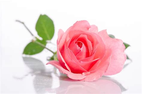 Beautiful Single Pink Rose Stock Image Image Of Fragile 72339523