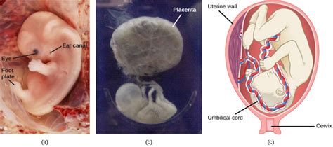 Human Reproduction Openstax Concepts Of Biology