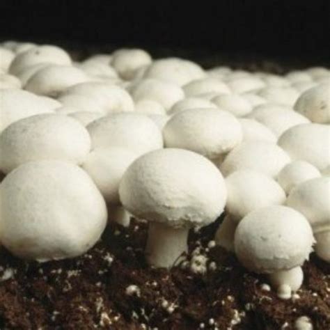 Agaricus Life Cycle Cultivation Breeding