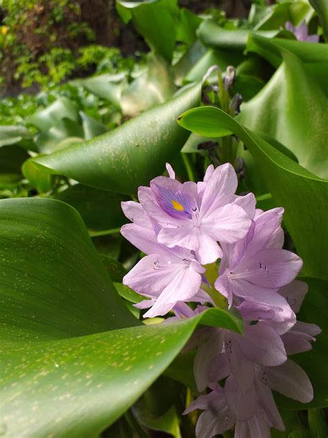 My Eichhornia Crassipes Commonly Known As Common Water Hyacinth Decided