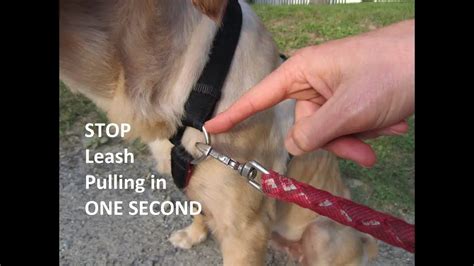 Immediately Stop Dog Pulling On Leash Dog Training Tips