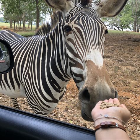 Zebra Eating Out Of My Hands Zebra Hands Animals Animales Animaux