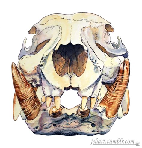 Jehart Hexaprotodon Liberiensis Pygmy Hippo Skull In Watercolour