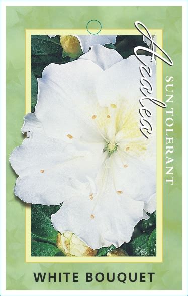 Azalea White Bouquet 150mm Pot Dawsons Garden World