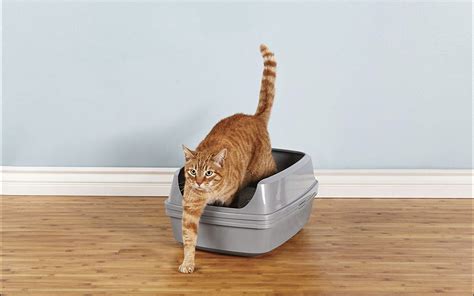 A Comprehensive Guide To The Best Sifting Litter Box For Cats