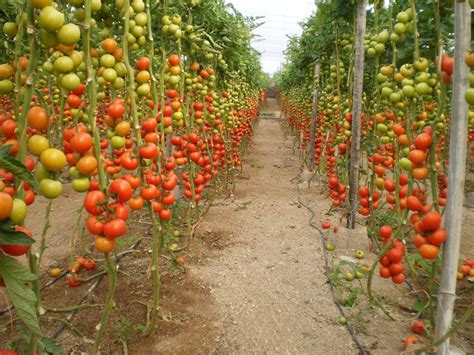 Em Tomates A Característica Planta Alta