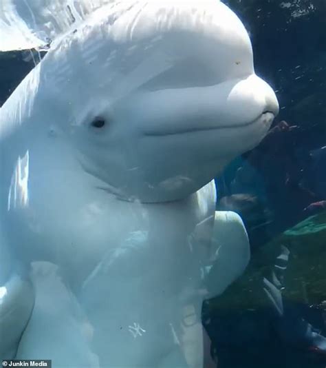 Adorable Moment A Beluga Whale Appears Delighted After Soaking Patrons