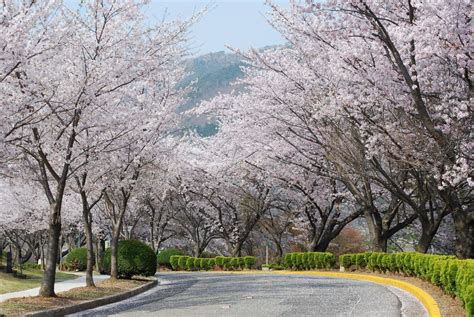 Korean Cherry Blossom Wallpapers 4k Hd Korean Cherry Blossom