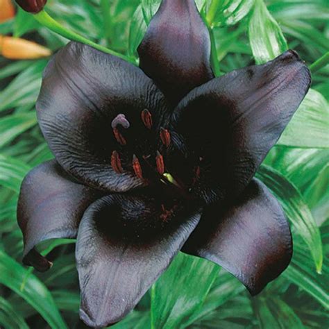 Lilium Black Charm Lily Black Charm Asiatic In Gardentags Plant