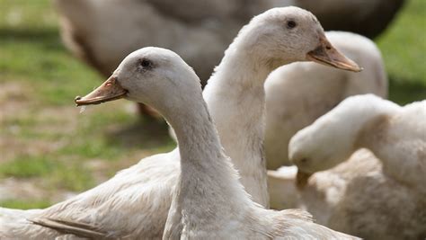 Cull Of 8000 Ducks After Avian Flu Outbreak At Norfolk Farm Farmers Weekly
