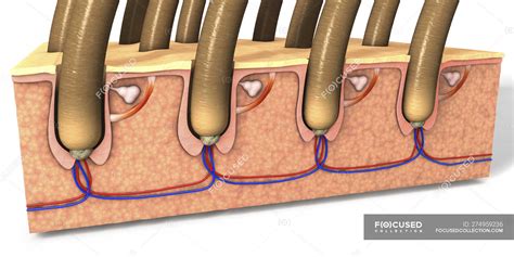 Illustration Of Cross Section Of Human Skin With Hair Follicles And