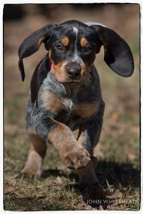 10 Best Bluetick Coonhound Dogs Images On Pinterest Bluetick