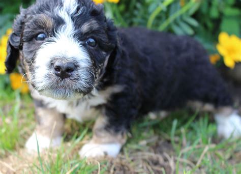 Our puppies are well socialized. Oscar - Bernedoodle doggies for sale in New Haven, Indiana ...