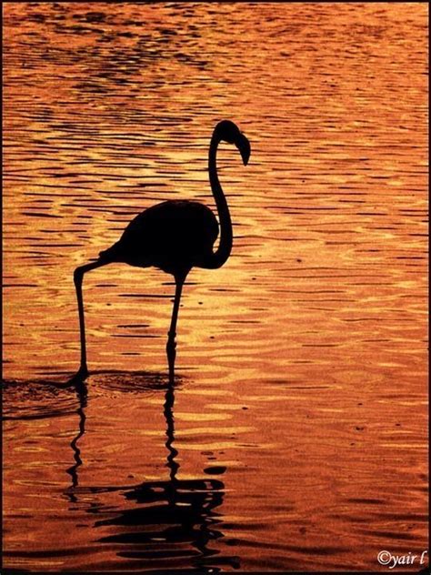 Pin By Mimmi Penguin 2 On Sunrise Sunset Flamingo Sunset Artist Inspiration