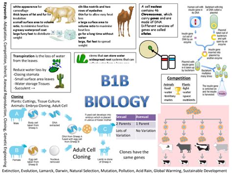 B1b Revision Poster Presentation In Gcse Biology
