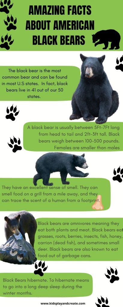 American Black Bear Facts For Kids Kids Play And Create